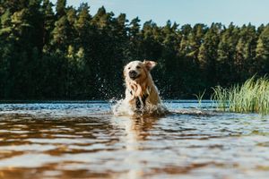 ¡Desarrollo backend Node.js eficiente con paquetes NPM esenciales! 🚀