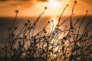 Patrones de Diseño Angular: Patrón Estrategia