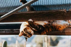 🚀 Evita los condicionales en Angular.