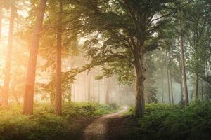 🔥 5 proyectos de desarrollo de agentes de IA de código abierto