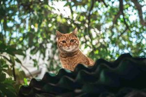 Los componentes web acabarán con los marcos de JavaScript (con el tiempo