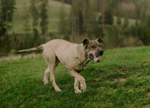 ¿Merece la pena aprender Angular en 2025?