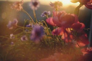 Firebase Studio: La nueva plataforma de Google para desarrolladores de aplicaciones de IA