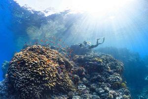 El nuevo agente de IA Codex de OpenAI quiere acabar con los IDE para siempre.